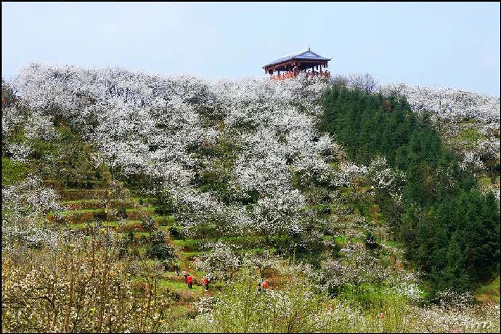 【春天，广西桂林灌阳县向您发出邀请！】我们在灌阳看梨花 - 游山玩水 - 日照生活社区 - 日照28生活网 rizhao.28life.net