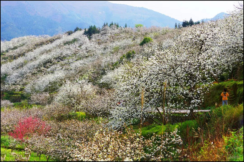 【春天，广西桂林灌阳县向您发出邀请！】我们在灌阳看梨花 - 游山玩水 - 日照生活社区 - 日照28生活网 rizhao.28life.net
