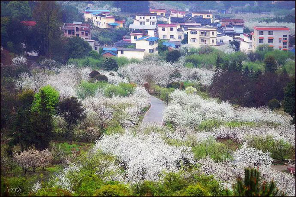 【春天，广西桂林灌阳县向您发出邀请！】我们在灌阳看梨花 - 游山玩水 - 日照生活社区 - 日照28生活网 rizhao.28life.net