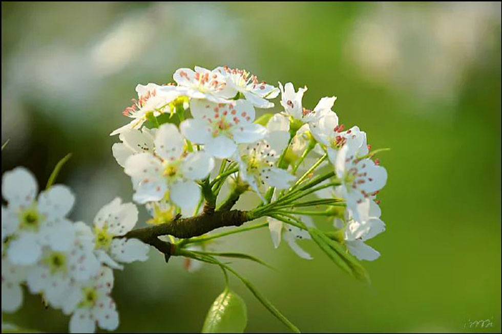 【春天，广西桂林灌阳县向您发出邀请！】我们在灌阳看梨花 - 游山玩水 - 日照生活社区 - 日照28生活网 rizhao.28life.net