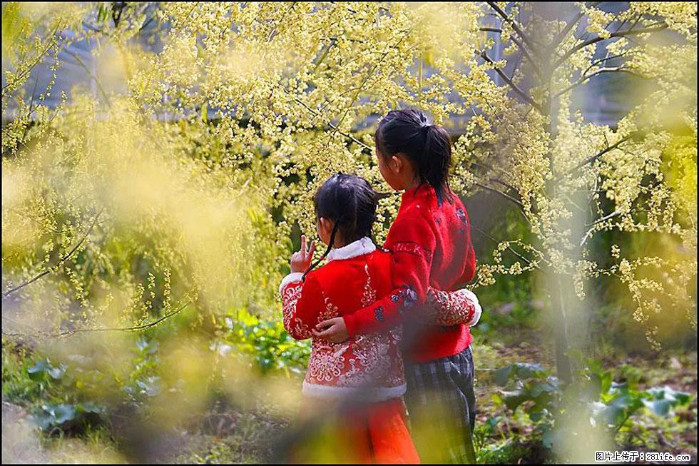 【春天，广西桂林灌阳县向您发出邀请！】米珠山前有片山苍子花在飘香 - 游山玩水 - 日照生活社区 - 日照28生活网 rizhao.28life.net