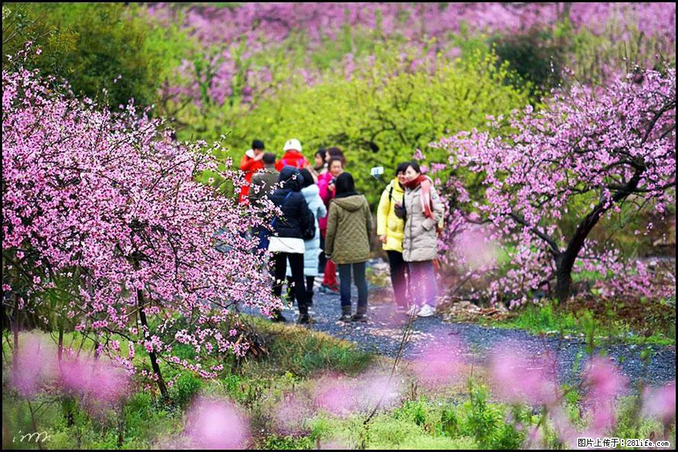 【春天，广西桂林灌阳县向您发出邀请！】官庄村有个醉美的桃花园 - 游山玩水 - 日照生活社区 - 日照28生活网 rizhao.28life.net