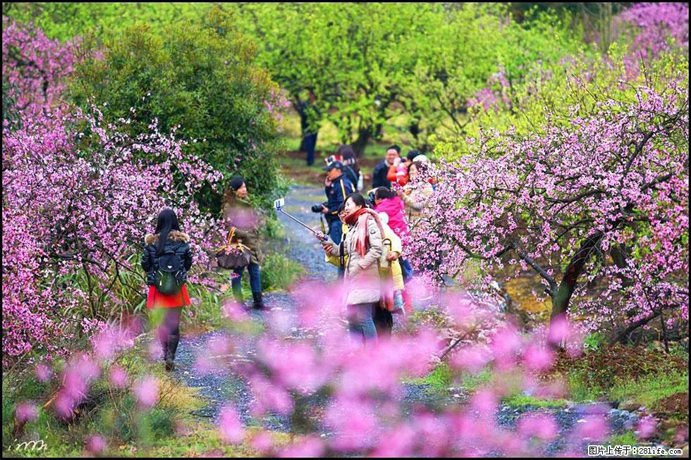 【春天，广西桂林灌阳县向您发出邀请！】官庄村有个醉美的桃花园 - 游山玩水 - 日照生活社区 - 日照28生活网 rizhao.28life.net