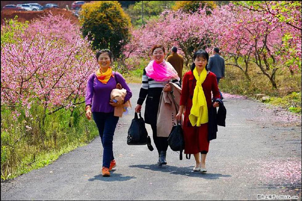 【春天，广西桂林灌阳县向您发出邀请！】官庄村有个醉美的桃花园 - 游山玩水 - 日照生活社区 - 日照28生活网 rizhao.28life.net