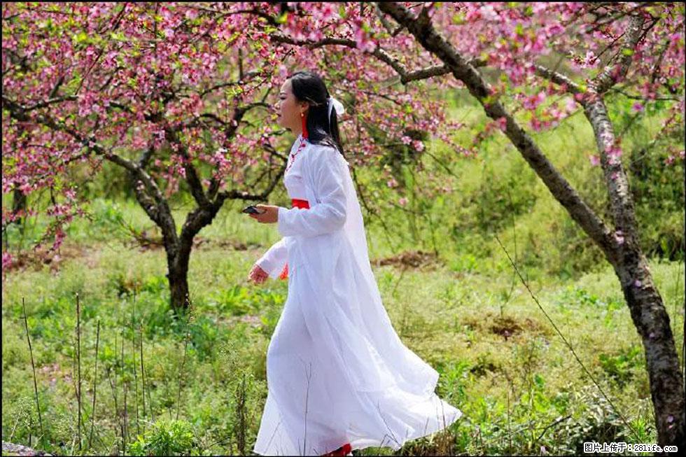【春天，广西桂林灌阳县向您发出邀请！】官庄村有个醉美的桃花园 - 游山玩水 - 日照生活社区 - 日照28生活网 rizhao.28life.net