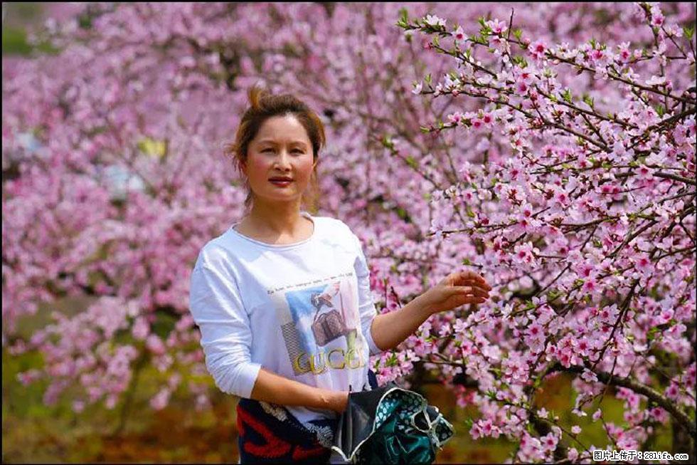 【春天，广西桂林灌阳县向您发出邀请！】官庄村有个醉美的桃花园 - 游山玩水 - 日照生活社区 - 日照28生活网 rizhao.28life.net