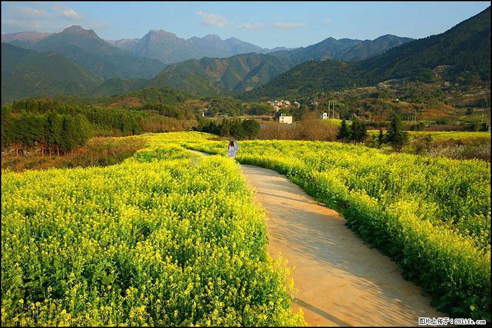 【春天，广西桂林灌阳县向您发出邀请！】长坪村油菜盛情花开 - 游山玩水 - 日照生活社区 - 日照28生活网 rizhao.28life.net