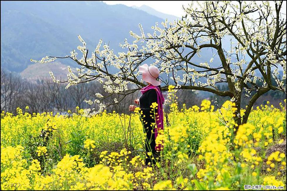 【春天，广西桂林灌阳县向您发出邀请！】长坪村油菜盛情花开 - 游山玩水 - 日照生活社区 - 日照28生活网 rizhao.28life.net
