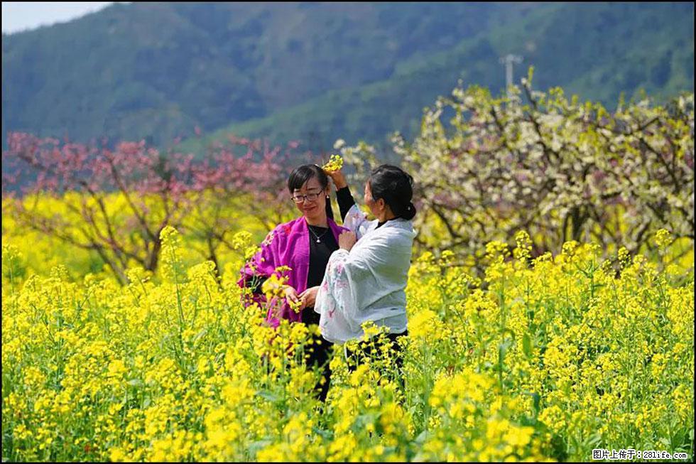 【春天，广西桂林灌阳县向您发出邀请！】长坪村油菜盛情花开 - 游山玩水 - 日照生活社区 - 日照28生活网 rizhao.28life.net