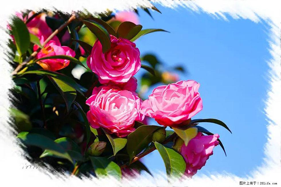 【春天，广西桂林灌阳县向您发出邀请！】杨柳井茶花惹人爱 - 游山玩水 - 日照生活社区 - 日照28生活网 rizhao.28life.net