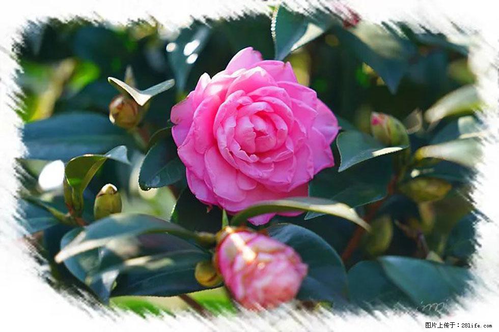【春天，广西桂林灌阳县向您发出邀请！】杨柳井茶花惹人爱 - 游山玩水 - 日照生活社区 - 日照28生活网 rizhao.28life.net