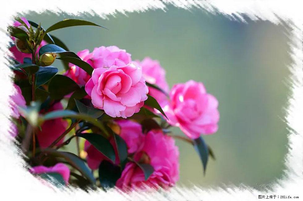 【春天，广西桂林灌阳县向您发出邀请！】杨柳井茶花惹人爱 - 游山玩水 - 日照生活社区 - 日照28生活网 rizhao.28life.net