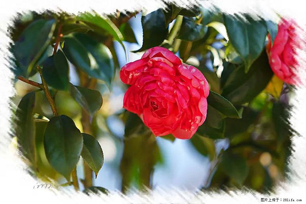 【春天，广西桂林灌阳县向您发出邀请！】杨柳井茶花惹人爱 - 游山玩水 - 日照生活社区 - 日照28生活网 rizhao.28life.net