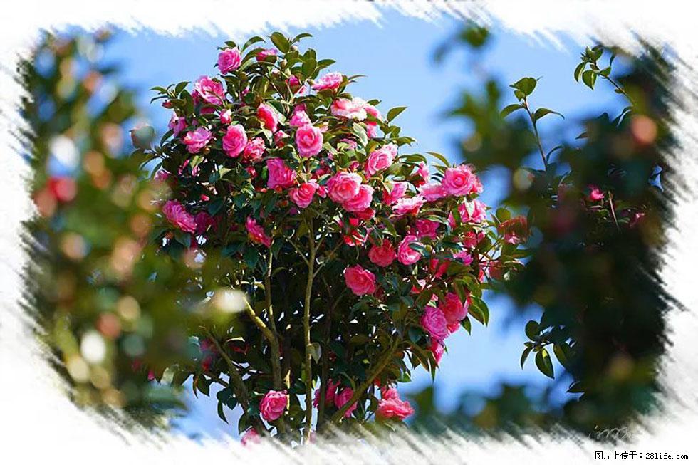 【春天，广西桂林灌阳县向您发出邀请！】杨柳井茶花惹人爱 - 游山玩水 - 日照生活社区 - 日照28生活网 rizhao.28life.net