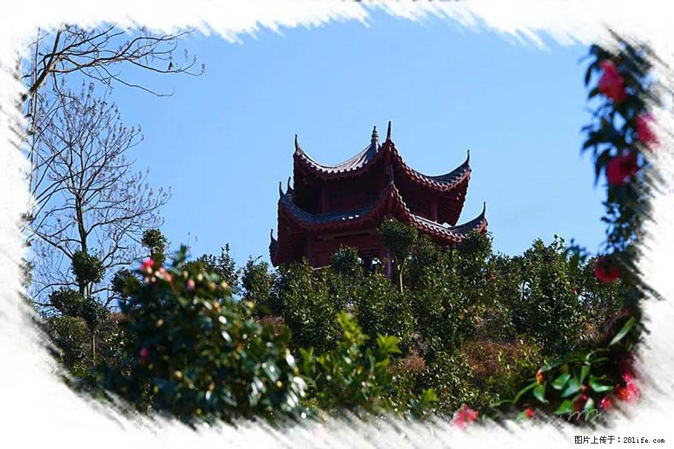 【春天，广西桂林灌阳县向您发出邀请！】杨柳井茶花惹人爱 - 游山玩水 - 日照生活社区 - 日照28生活网 rizhao.28life.net