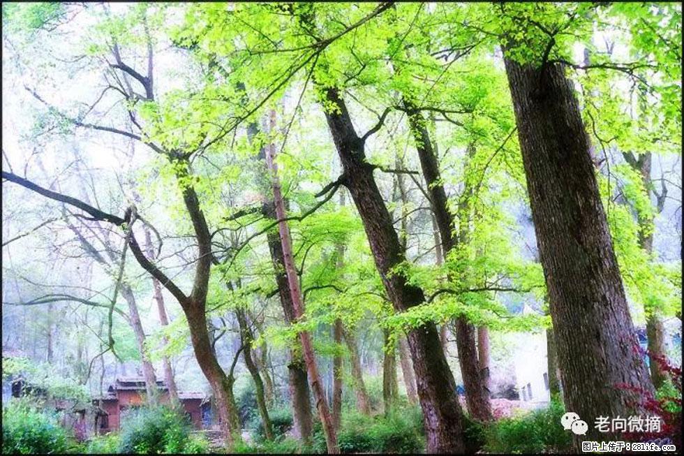 【春天，广西桂林灌阳县向您发出邀请！】在小龙村与春天约会 - 游山玩水 - 日照生活社区 - 日照28生活网 rizhao.28life.net