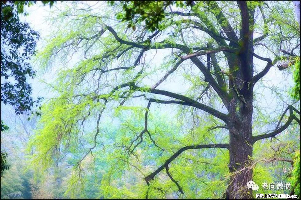 【春天，广西桂林灌阳县向您发出邀请！】在小龙村与春天约会 - 游山玩水 - 日照生活社区 - 日照28生活网 rizhao.28life.net