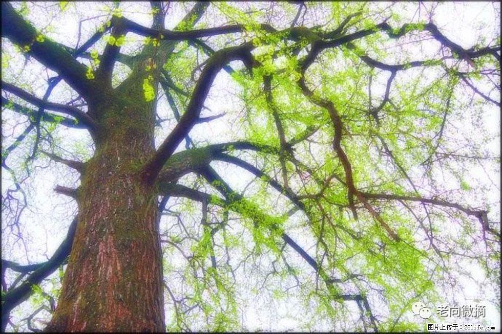 【春天，广西桂林灌阳县向您发出邀请！】在小龙村与春天约会 - 游山玩水 - 日照生活社区 - 日照28生活网 rizhao.28life.net