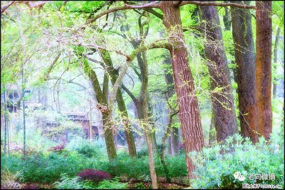 【春天，广西桂林灌阳县向您发出邀请！】在小龙村与春天约会 - 游山玩水 - 日照生活社区 - 日照28生活网 rizhao.28life.net