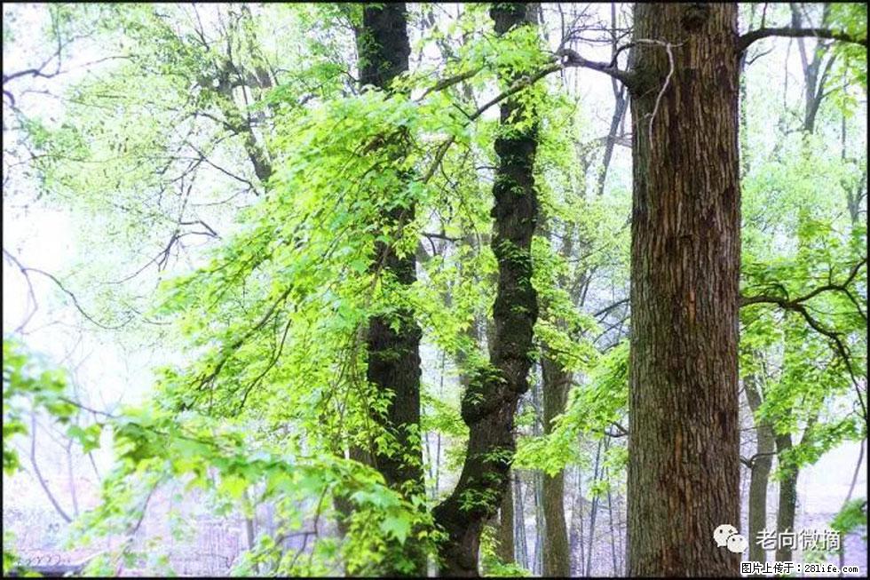 【春天，广西桂林灌阳县向您发出邀请！】在小龙村与春天约会 - 游山玩水 - 日照生活社区 - 日照28生活网 rizhao.28life.net