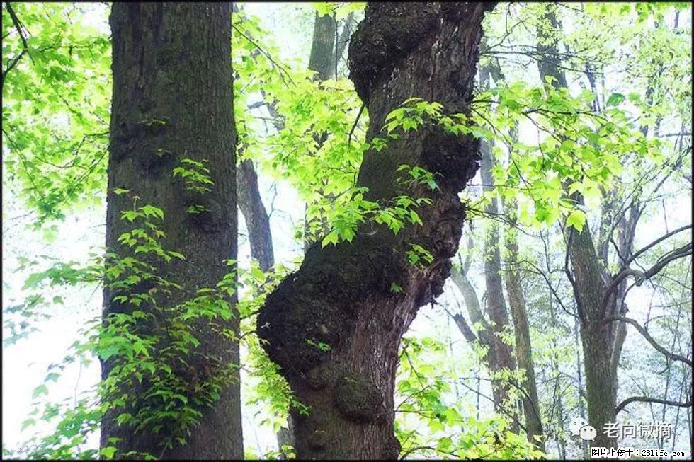 【春天，广西桂林灌阳县向您发出邀请！】在小龙村与春天约会 - 游山玩水 - 日照生活社区 - 日照28生活网 rizhao.28life.net