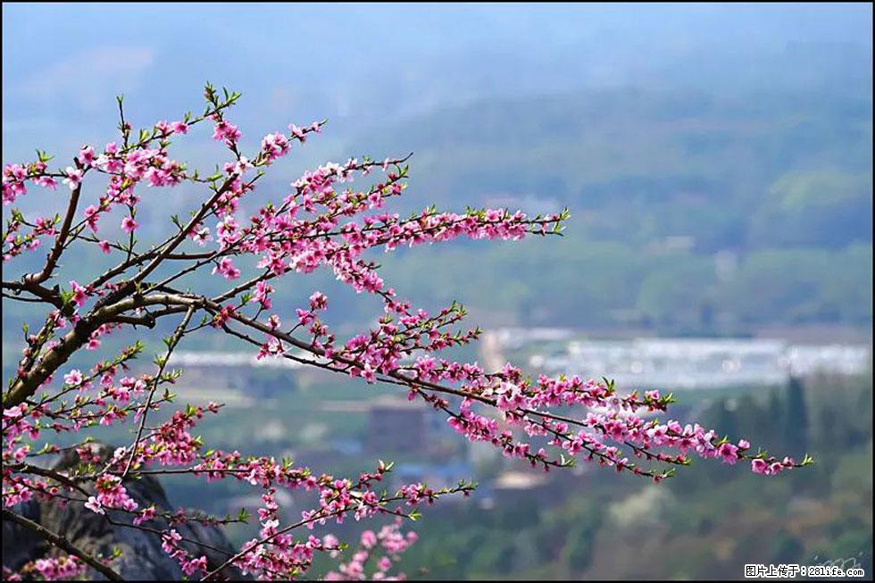 【春天，广西桂林灌阳县向您发出邀请！】望月岭上桃花开 - 游山玩水 - 日照生活社区 - 日照28生活网 rizhao.28life.net