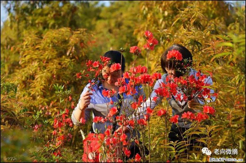 【春天，广西桂林灌阳县向您发出邀请！】登麒麟山，相约映山红 - 游山玩水 - 日照生活社区 - 日照28生活网 rizhao.28life.net