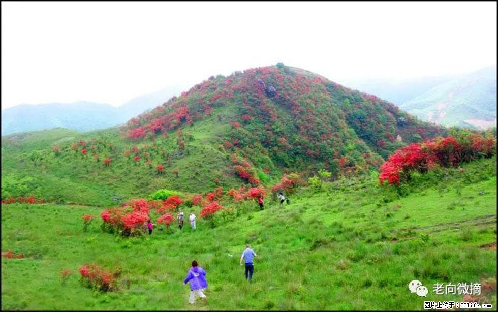 【春天，广西桂林灌阳县向您发出邀请！】宝盖山上映山红 - 游山玩水 - 日照生活社区 - 日照28生活网 rizhao.28life.net