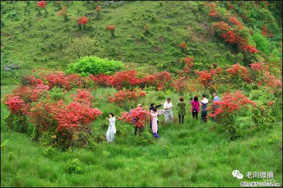 【春天，广西桂林灌阳县向您发出邀请！】宝盖山上映山红 - 游山玩水 - 日照生活社区 - 日照28生活网 rizhao.28life.net