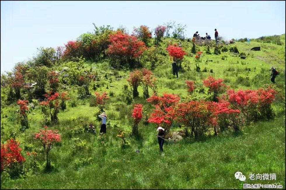 【春天，广西桂林灌阳县向您发出邀请！】宝盖山上映山红 - 游山玩水 - 日照生活社区 - 日照28生活网 rizhao.28life.net