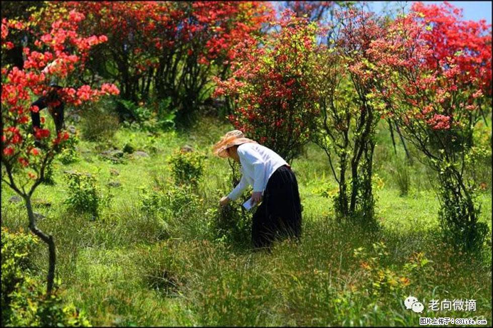 【春天，广西桂林灌阳县向您发出邀请！】宝盖山上映山红 - 游山玩水 - 日照生活社区 - 日照28生活网 rizhao.28life.net
