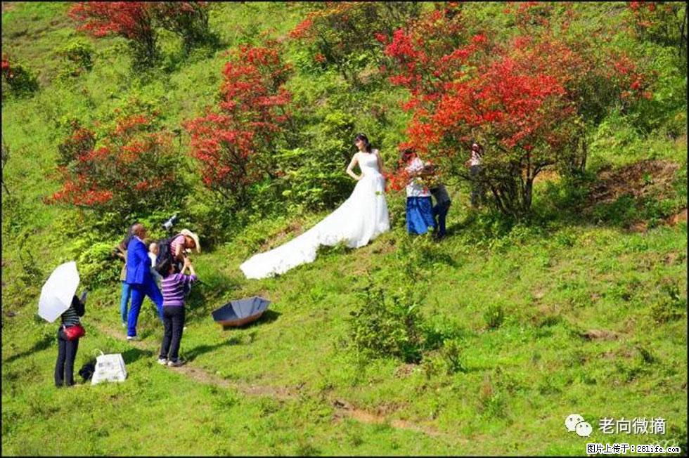 【春天，广西桂林灌阳县向您发出邀请！】宝盖山上映山红 - 游山玩水 - 日照生活社区 - 日照28生活网 rizhao.28life.net