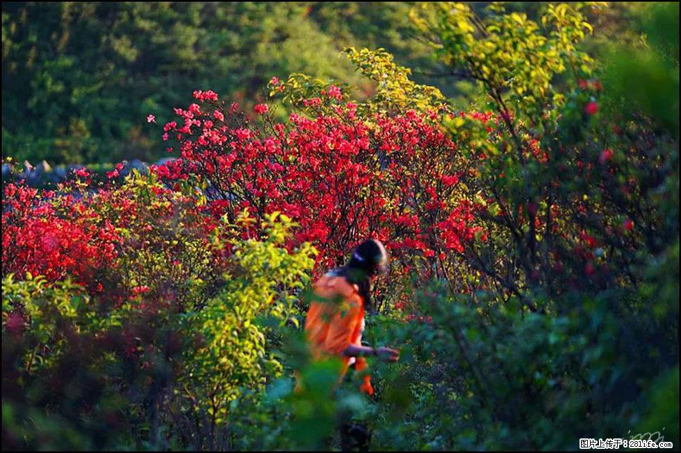【春天，广西桂林灌阳县向您发出邀请！】春木界上映山红 - 游山玩水 - 日照生活社区 - 日照28生活网 rizhao.28life.net