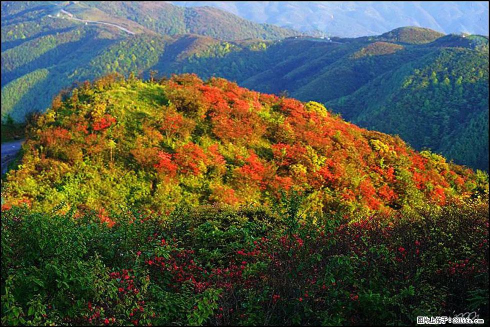【春天，广西桂林灌阳县向您发出邀请！】春木界上映山红 - 游山玩水 - 日照生活社区 - 日照28生活网 rizhao.28life.net