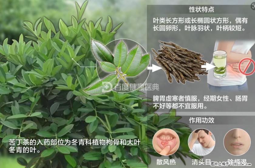苦丁茶有哪些功效和作用 - 生活百科 - 日照生活社区 - 日照28生活网 rizhao.28life.net