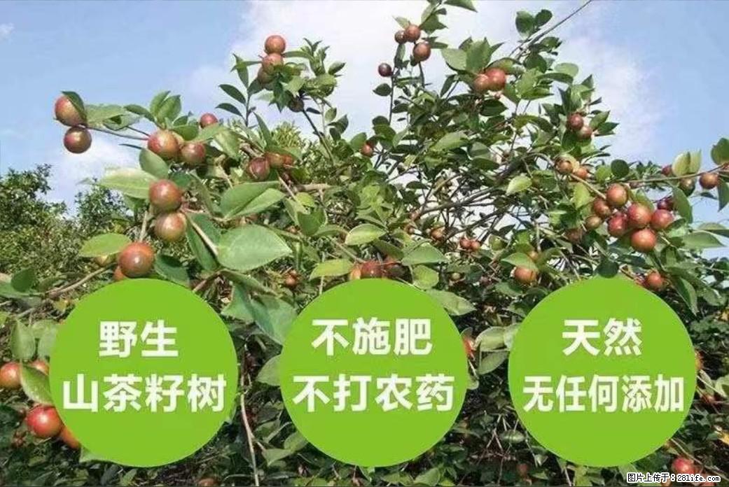 【灌阳县油茶产业示范区】一个有着充实的精神生活的人，对待身外之物自会有一种淡泊的态度 - 美食天地 - 日照生活社区 - 日照28生活网 rizhao.28life.net