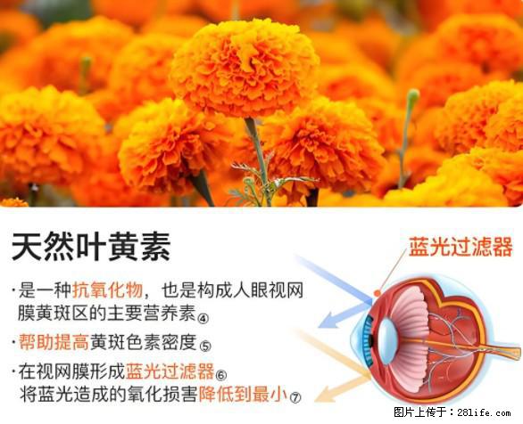 叶黄素有什么功效和作用 - 生活百科 - 日照生活社区 - 日照28生活网 rizhao.28life.net