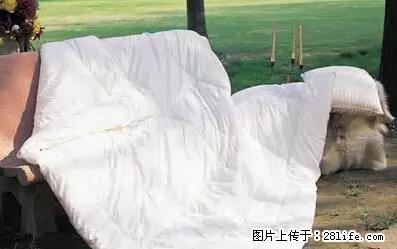 被子有异味？只要这样做，比晒太阳还强100倍！ - 家居生活 - 日照生活社区 - 日照28生活网 rizhao.28life.net