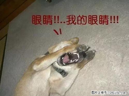 笑癫了！一女的怀孕三年未生，他终于忍不住了... - 娱乐八卦 - 日照生活社区 - 日照28生活网 rizhao.28life.net