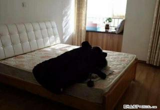 水晶城豪华装修套三带家具家电拎包入住 - 日照28生活网 rizhao.28life.net