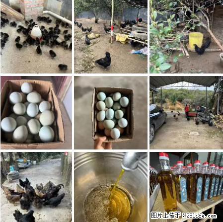油茶园从小鸡仔开始养起的纯土鸡、土鸡蛋可以预定啦！还有前几天刚榨的纯山茶油哦 - 土特产 - 饮食特产 - 日照分类信息 - 日照28生活网 rizhao.28life.net