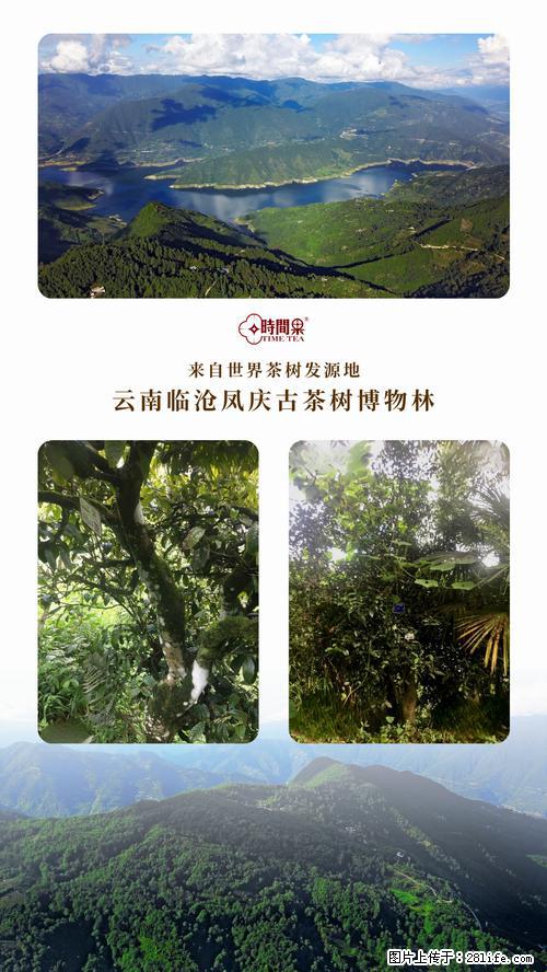 时间果百年古树2025年春红茶 - 购物交流 - 日照生活社区 - 日照28生活网 rizhao.28life.net