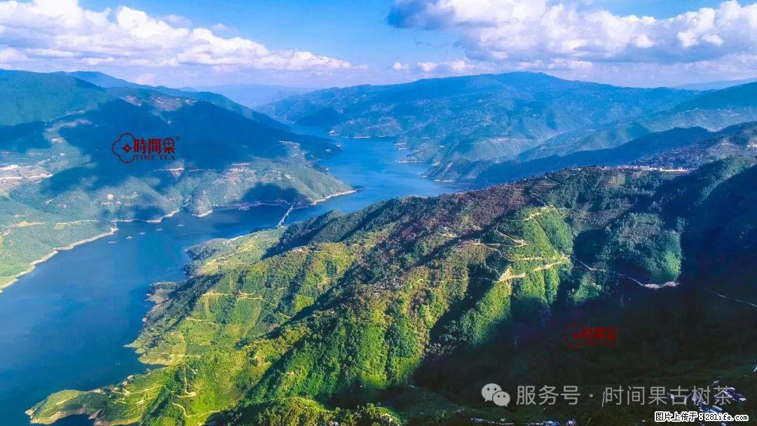 时间果百年古树龙珠普洱生茶 - 购物交流 - 日照生活社区 - 日照28生活网 rizhao.28life.net