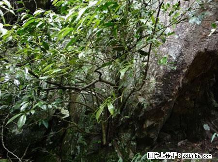 平乐石崖茶，珍贵仅次于金花茶 - 日照生活资讯 - 日照28生活网 rizhao.28life.net