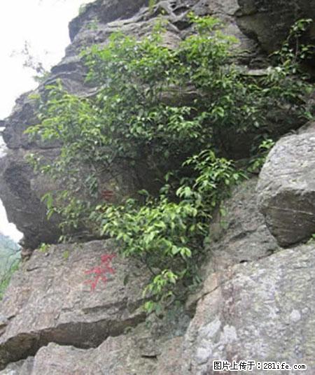 平乐石崖茶，珍贵仅次于金花茶 - 日照生活资讯 - 日照28生活网 rizhao.28life.net