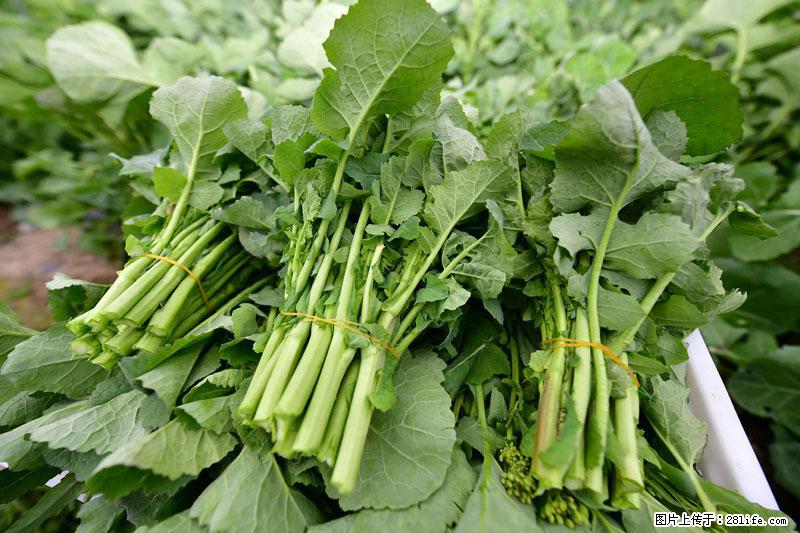 这些蔬菜是“天然钙片”，这6种被医生重点推荐 - 日照生活资讯 - 日照28生活网 rizhao.28life.net
